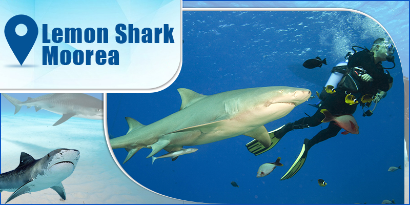 Lemon Shark-Moorea