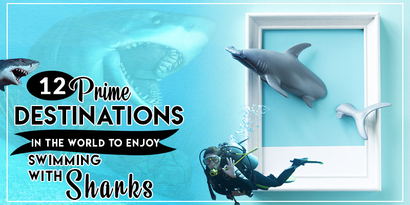 12 Prime Destinations in the World to Enjoy Swimming with Sharks