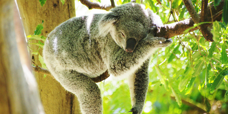 Sydney Taronga Zoo