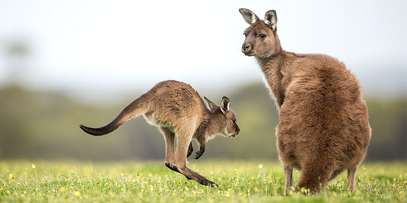 cheap flights to Adelaide from london